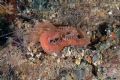 Eupolymnia nebulosa